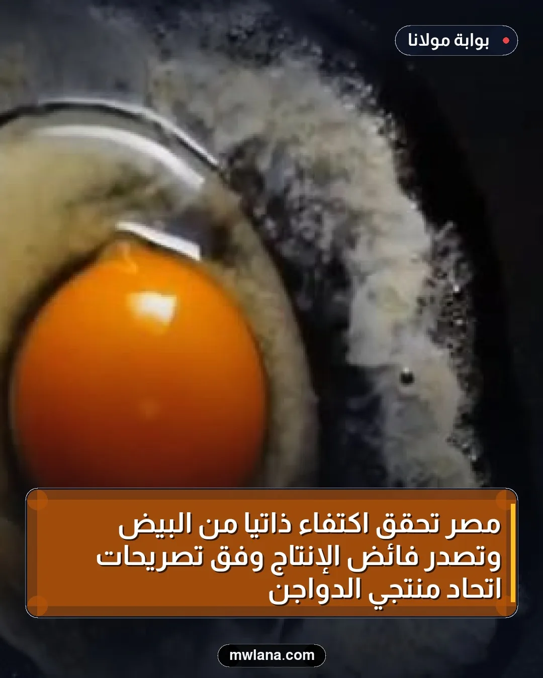 مصر تحقق اكتفاءً ذاتيًا من البيض وتصدر فائض الإنتاج وفق تصريحات اتحاد منتجي الدواجن