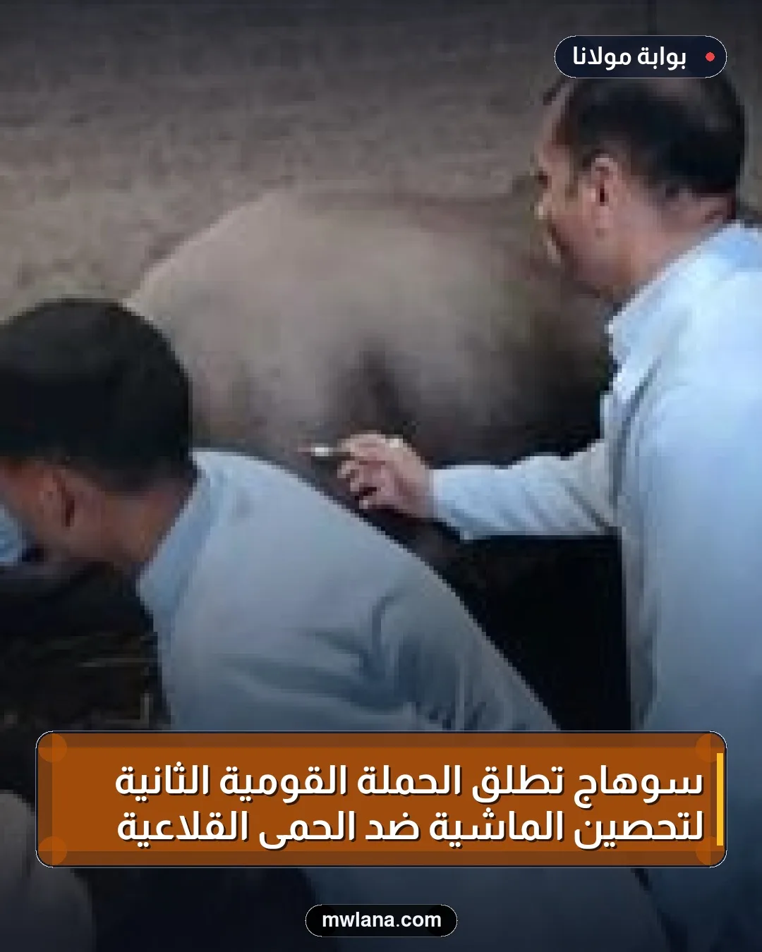 سوهاج تطلق الحملة القومية الثانية لتحصين الماشية ضد الحمى القلاعية