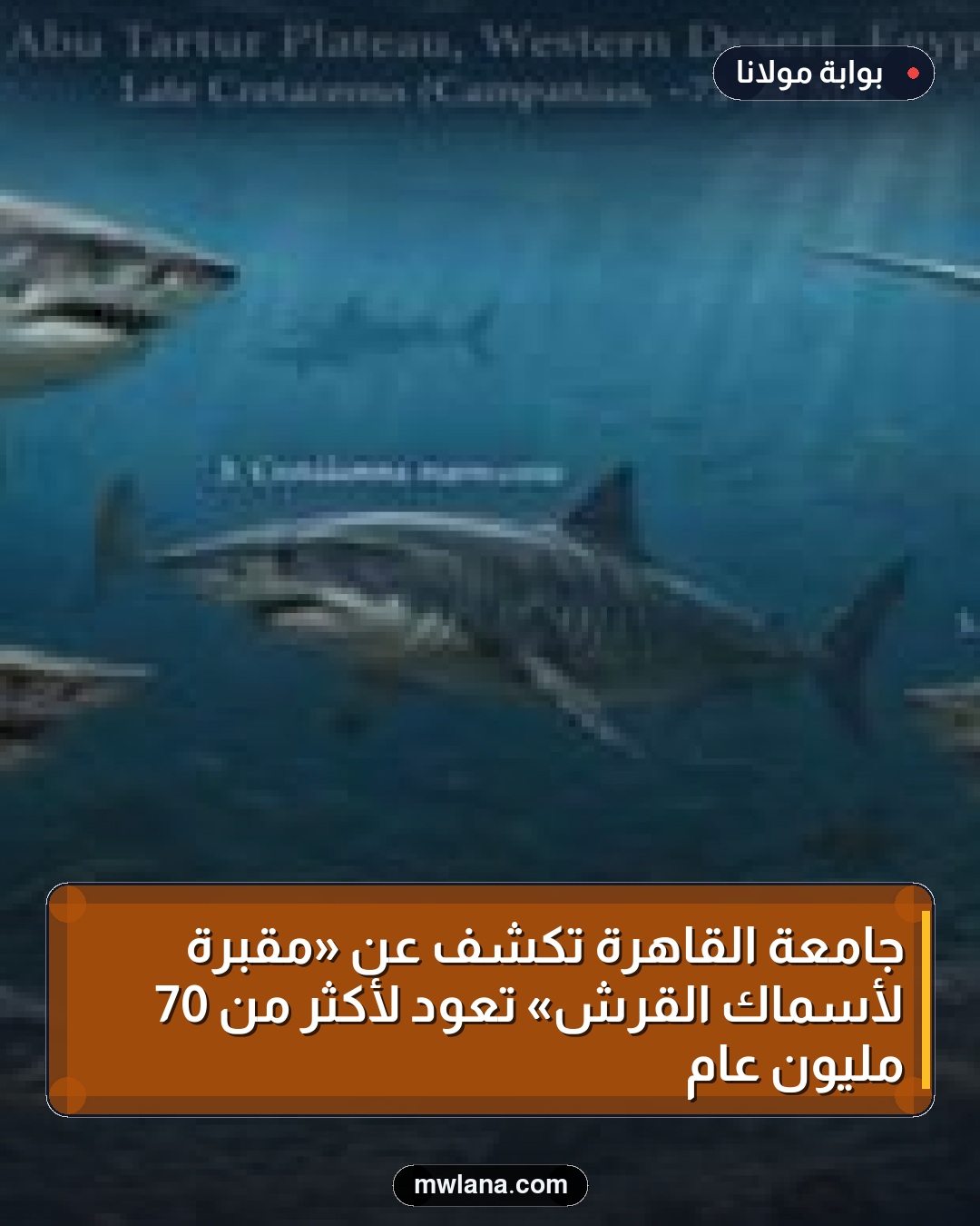 جامعة القاهرة تكشف عن «مقبرة لأسماك القرش» تعود لأكثر من 70 مليون عام