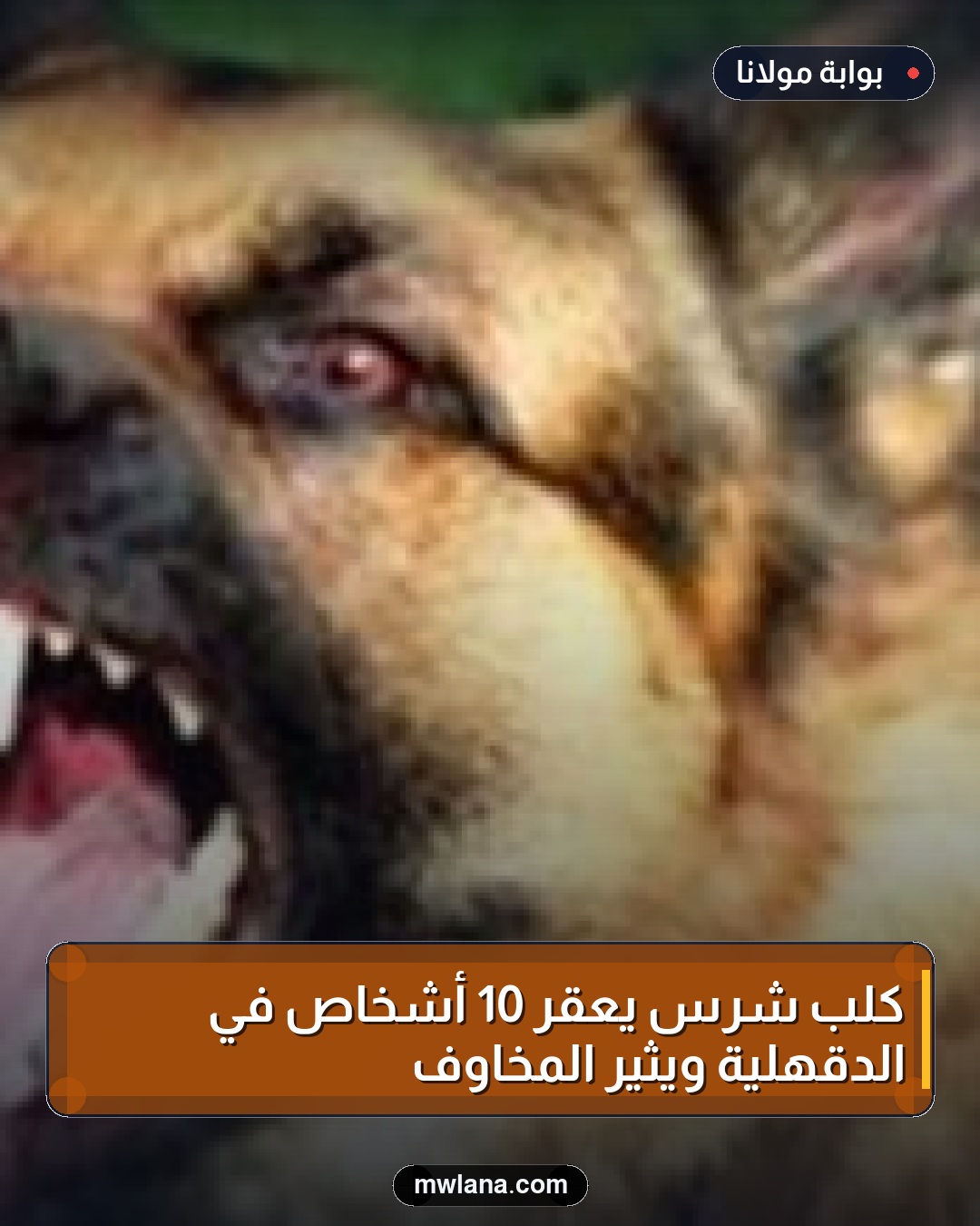 كلب شرس يعقر 10 أشخاص في الدقهلية ويثير المخاوف