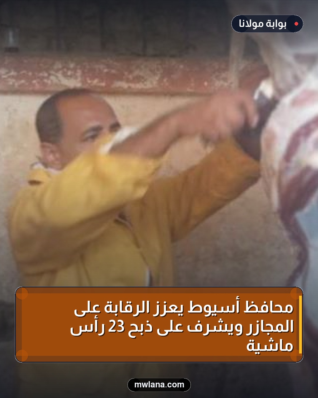 محافظ أسيوط يعزز الرقابة على المجازر ويشرف على ذبح 23 رأس ماشية