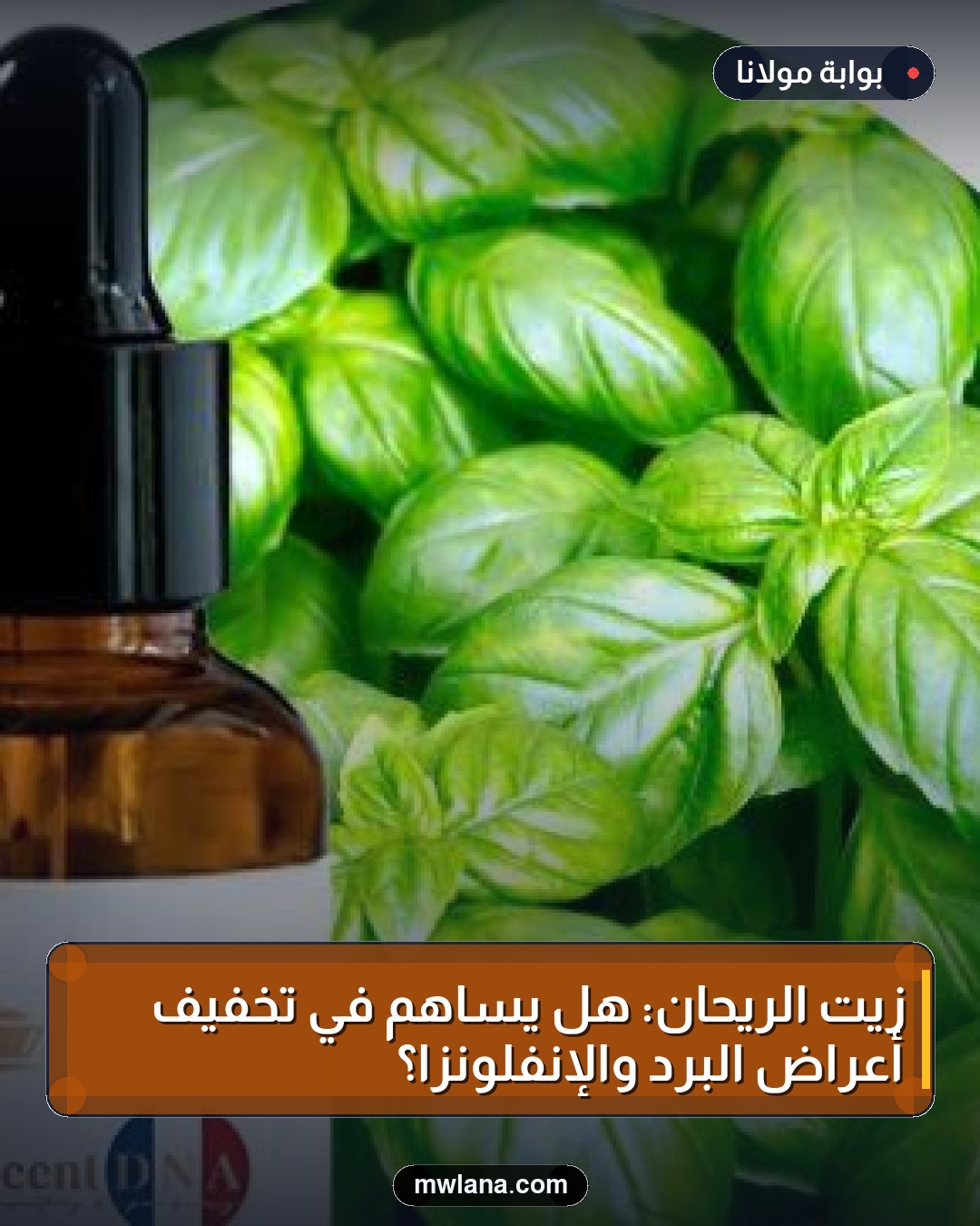 زيت الريحان: هل يساهم في تخفيف أعراض البرد والإنفلونزا؟