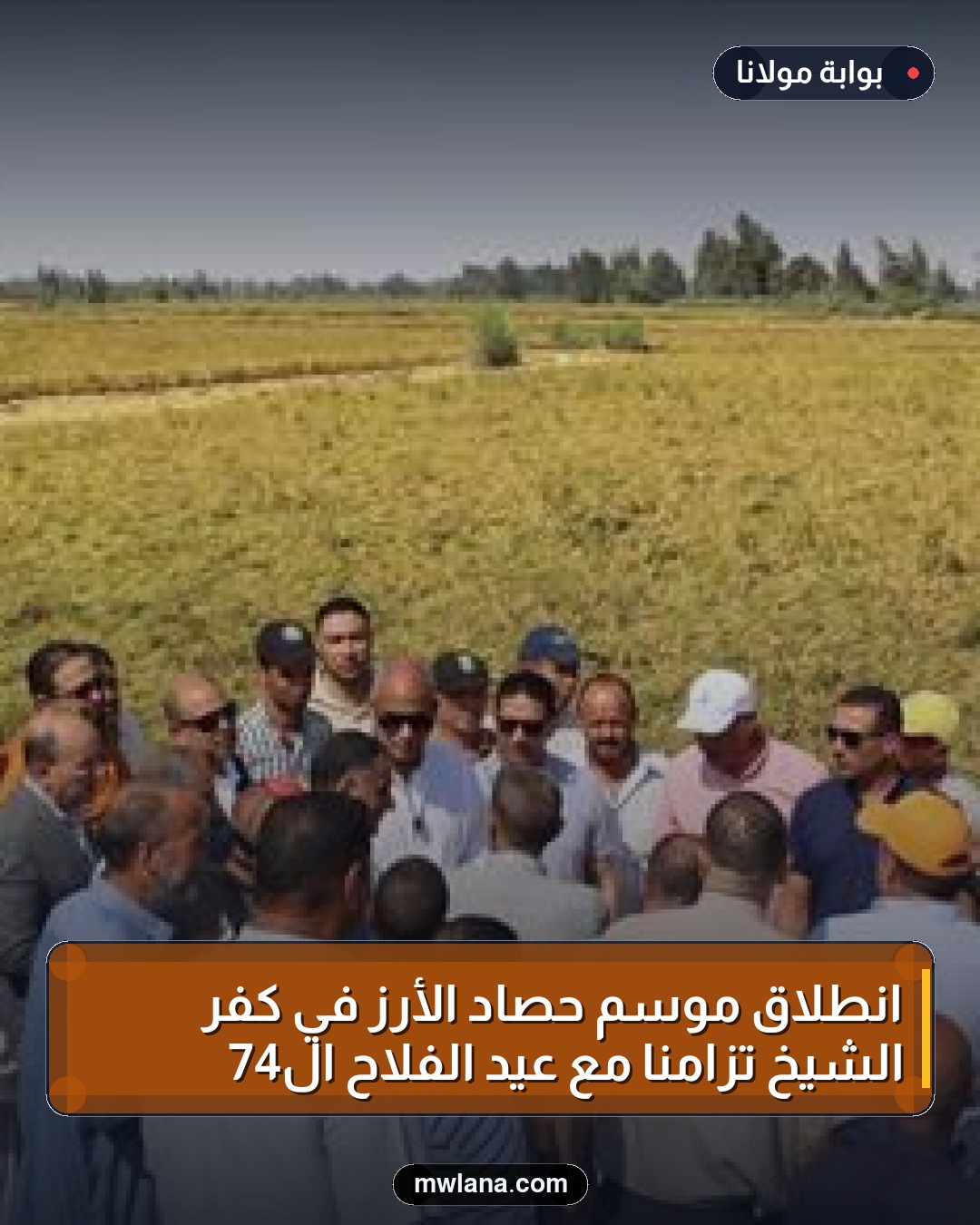 انطلاق موسم حصاد الأرز في كفر الشيخ تزامنًا مع عيد الفلاح الـ74