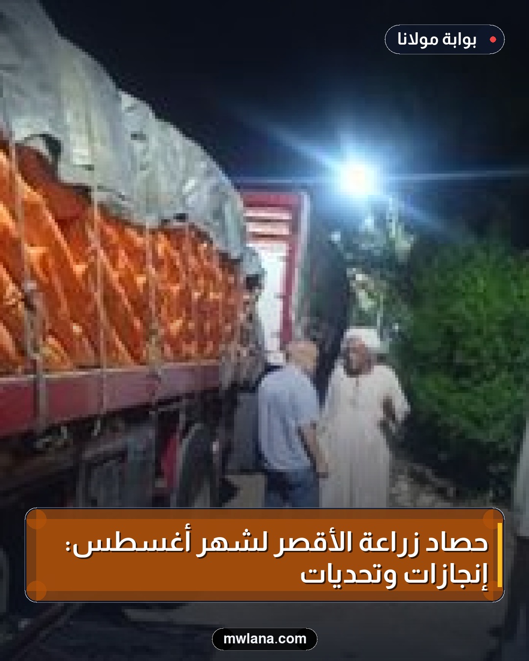 حصاد زراعة الأقصر لشهر أغسطس: إنجازات وتحديات